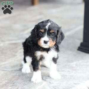 Brody, Cavapoo Puppy